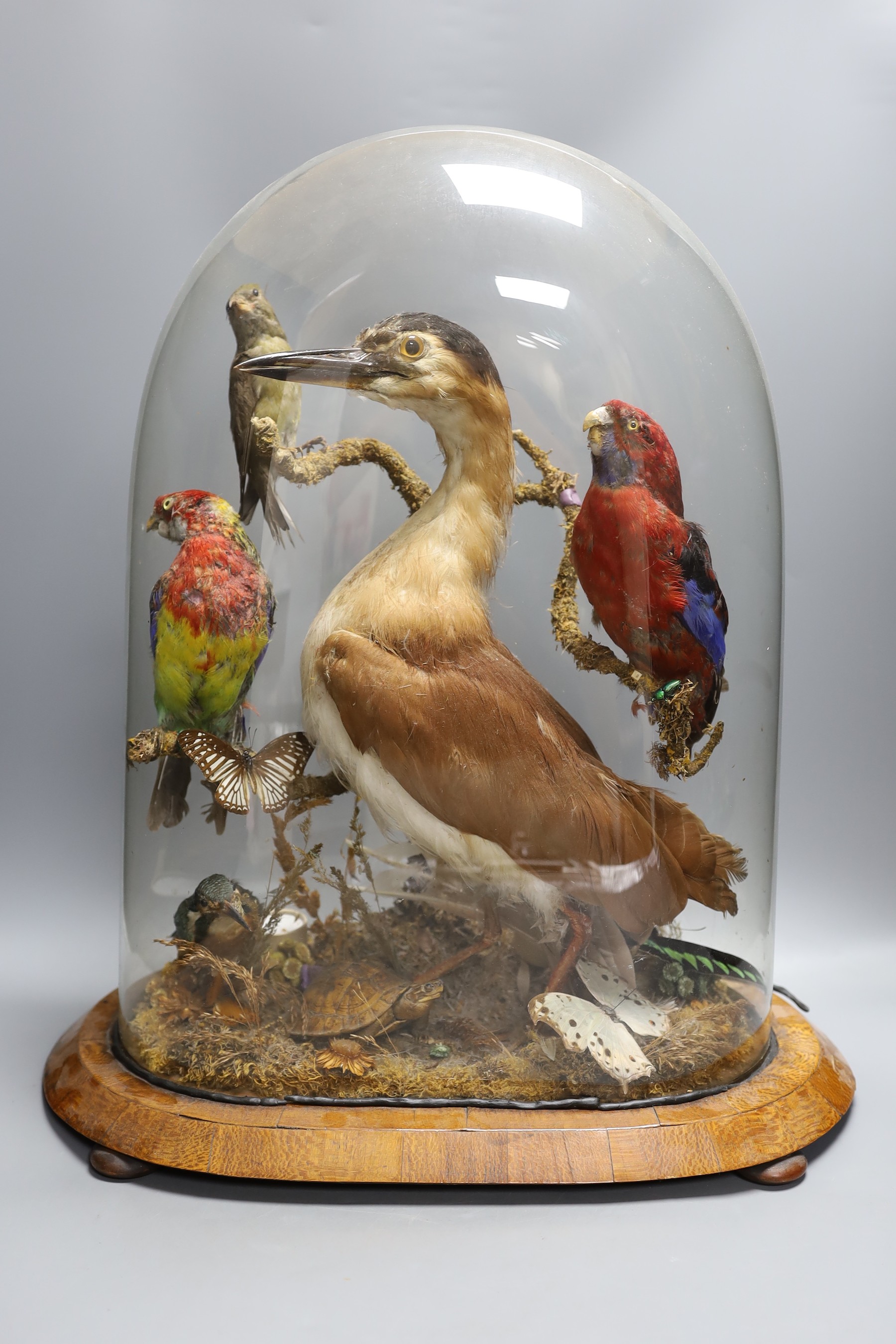 A Victorian taxidermic group of Australian and Asian birds, butterflies and a turtle, under a glass dome, 54.5 cm high